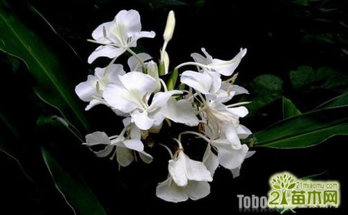 姜花未绽放已枯萎，何故如此