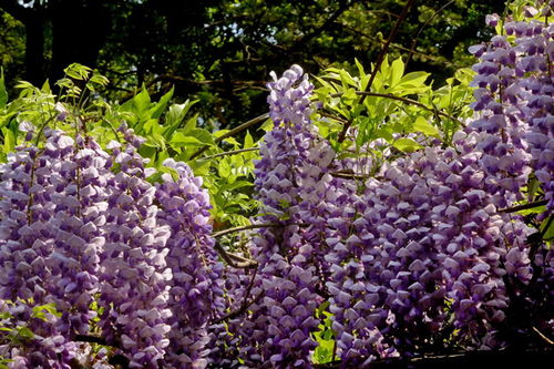 那棵紫藤， 岁月的见证