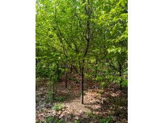 木瓜海棠苗——新贵中的新贵