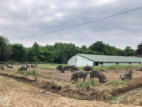 养猪技术核心关键词：饲料配比、猪舍环境、疫病防控