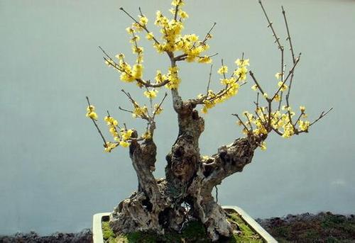 春天腊梅嫁接，哪种腊梅枝条蕞好？