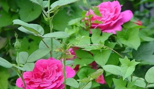 新手必kan：月季冬天养护攻略