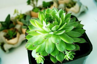 多菌灵如何正确用于多肉植物杀菌，避免药害并确保植物健康？