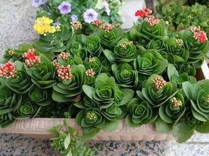 法师繁殖：神秘魔法技艺与生命力的传承