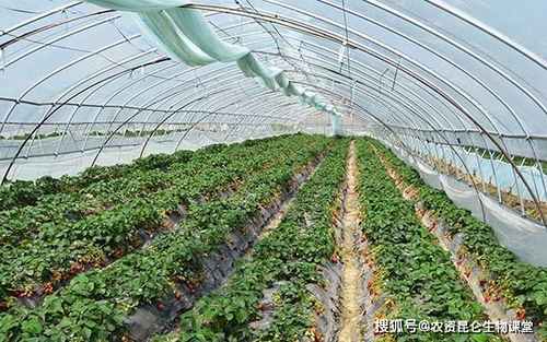 草莓芽枯病：症状与病发规律