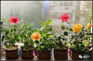 翻盆换土的时机