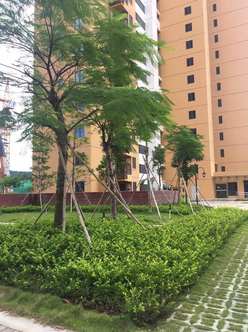 园林景观设计施工全过程：植物成活率与后期维护的重要性