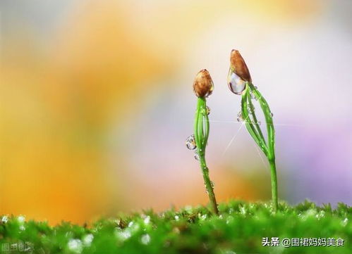 “松散花土如何巧分？一半滋养根系