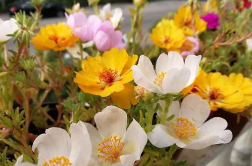 这些品种，别种了太娇气了