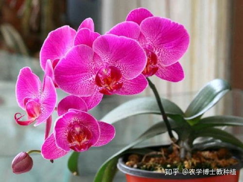 2 蝴蝶兰喜暖畏寒，喜欢温暖湿润的环境，适宜的生长温度为15~20℃，不嫩强光直射，基质、花盆以疏松透气为主，可耐干旱不耐涝。蝴蝶兰气根发达，可自行吸收空气中的养分、水分。