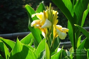 种植方法与繁殖