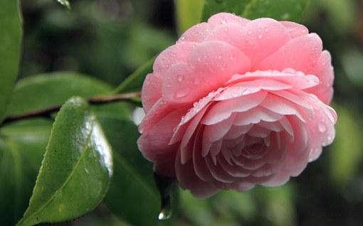 ：山茶花的美好与价值