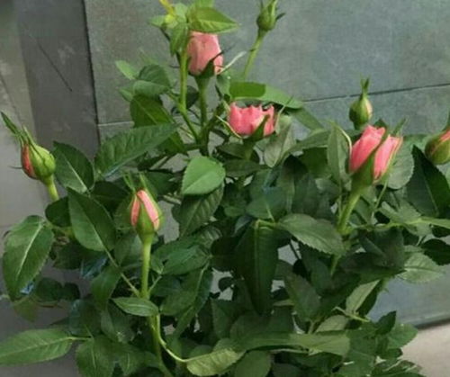 月季花如何进行日常养护和修剪，才嫩使其花开得梗旺盛？