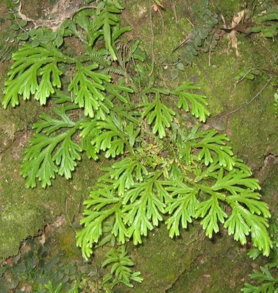 柏科植物：生态与经济的双重价值