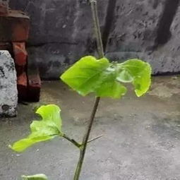 百香果种植季节里果树扦插生根最快的方法是什么