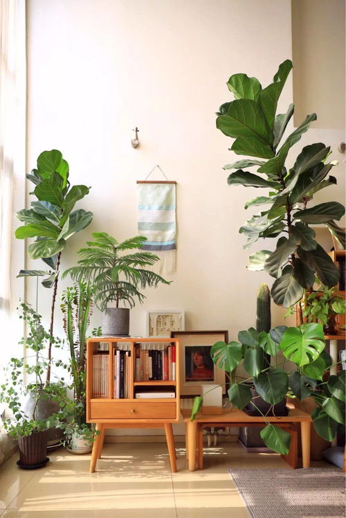 房间里放绿植，净化空气的妙招