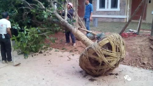 处理树皮， 消灭病虫害