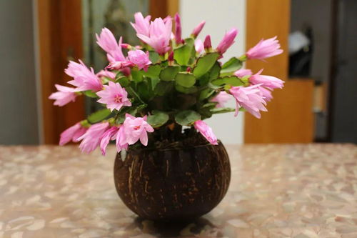 闺蜜的创意， 水晶花的诞生