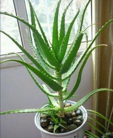 芦荟黄了如何挽救