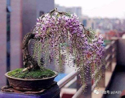 紫藤盆景制作：选种、修剪、造型