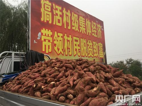 回家乡种红薯的初心