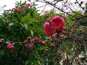 桃花的文化意义