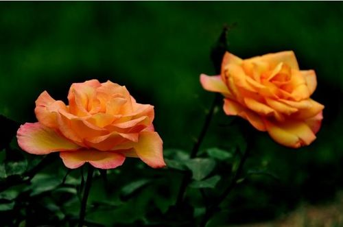 扦插后养护， 准备工作要Zuo好