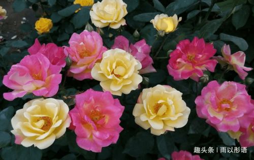 月季施肥，如何根据生长阶段精准施用