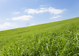 草地选草小技巧