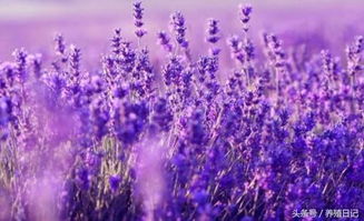 薰衣草：放松心情的精灵