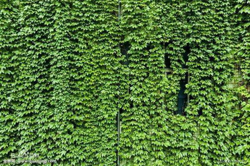 夏天里的绿色大舞台