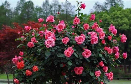 月季：大连的市花