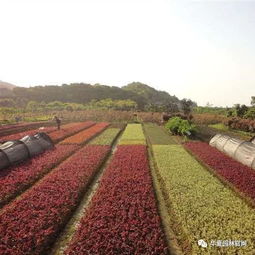 土壤管理：苗圃中的秘密花园