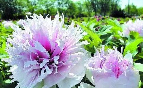 为何时钟花能准时在特定时间绽放，其品种有何特殊之处