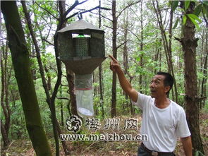 树木天牛的烦恼