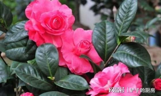 茶花春季养护时遇到落叶落花怎么办