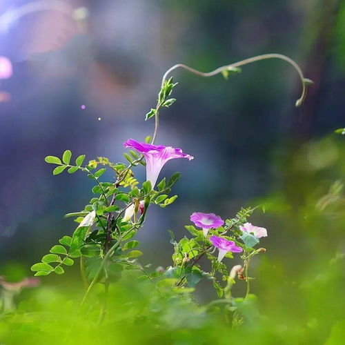 牵牛花语：人生之旅，逐梦前行