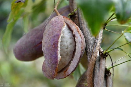 寻找蓖麻的神秘之旅