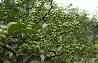 花椒打农药，得kan时机哦！