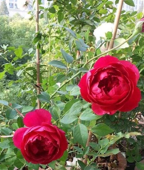 网购月季苗的意外