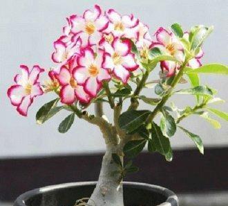 先来聊聊根部保护吧