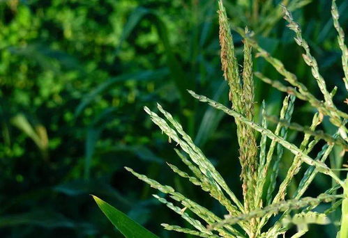 还魂草高效栽培技术，畜牧行业新宠儿！