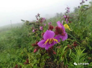 免费花草识别神器：开启自然认知之旅的神奇工具