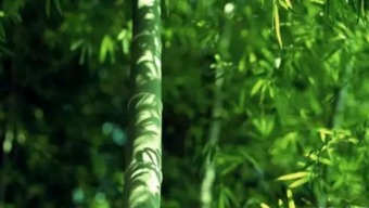 竹子坚韧，你了解它背后的品格吗