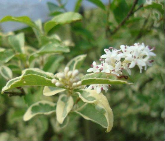 木槿的搭配之道