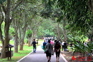 在大树底下种什么植物可依四季常青，不受影响？