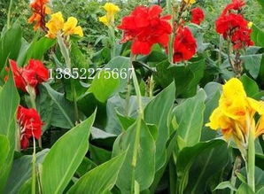 水生黄花美人蕉