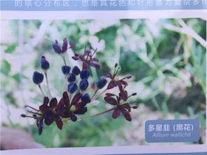 紫叶酢浆草：独特的色彩对比