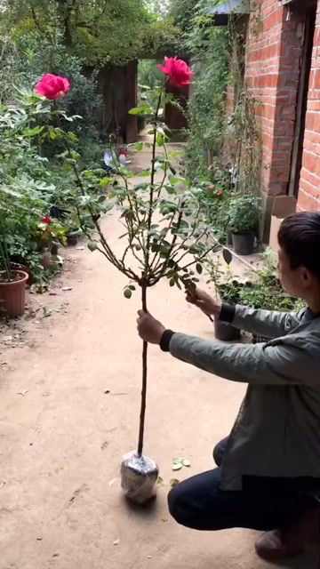月季剪枝配合抹芽，花量有保障