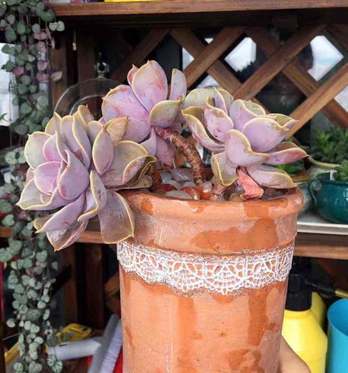 塑料瓶变花盆：创意无限